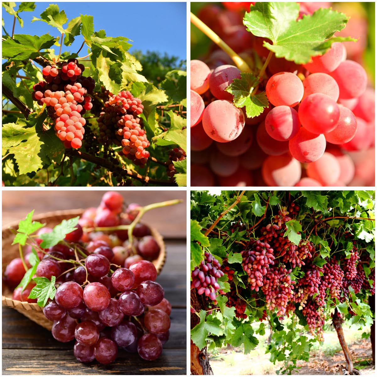 Mixrug 100+ organic red grape seeds image shows high germination potential