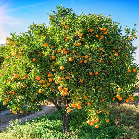 Mixrug self-pollinating citrus seeds for home gardening use