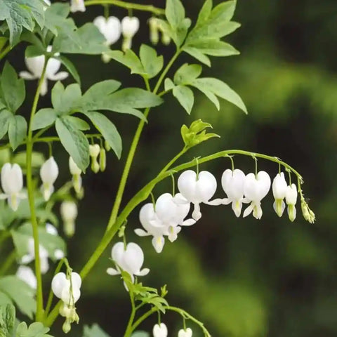 Mixrug shade garden border with bleeding heart blooms