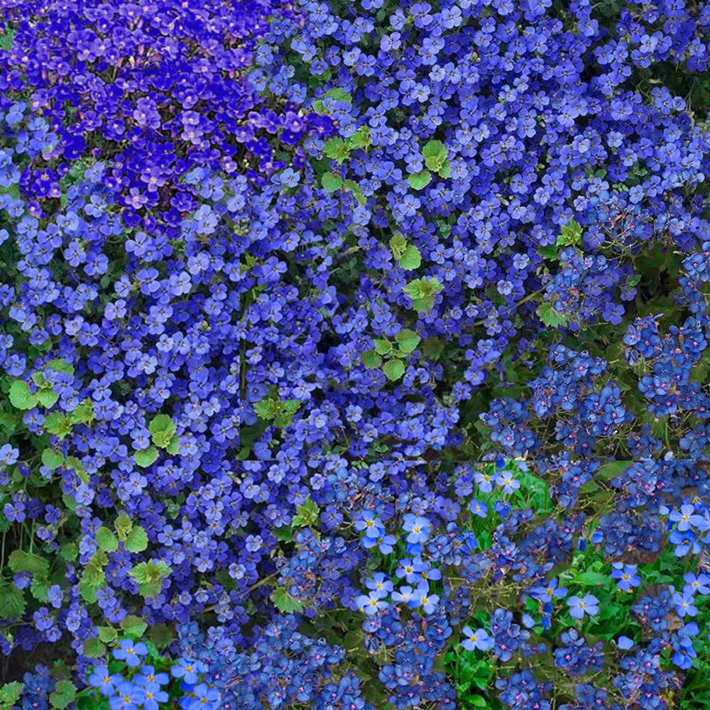 Mixrug thyme ground cover with silvery foliage makes a dense, low mat.