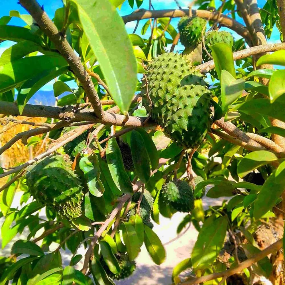 Mixrug soursop seed germination close-up promotes healthy seedling growth.