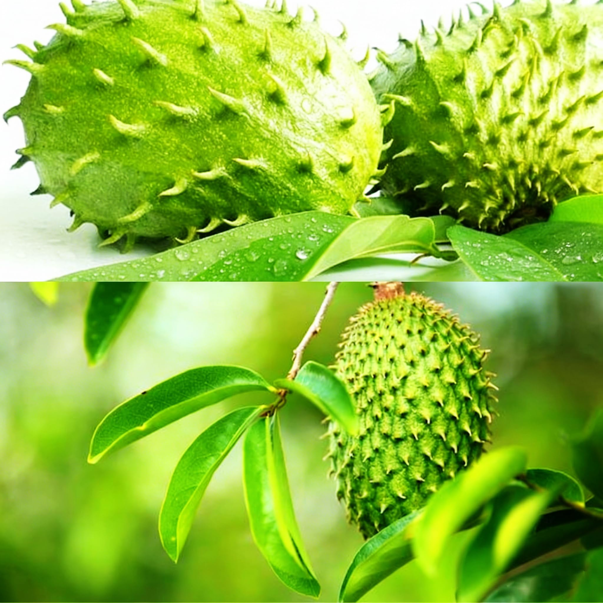 Mixrug soursop seed pack collection for home gardening and tropical tree cultivation.