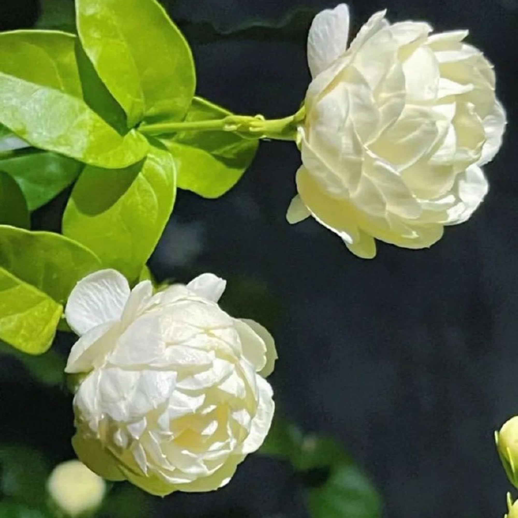 Mixrug sowing jasmine seeds over loose soil for even coverage and growth.