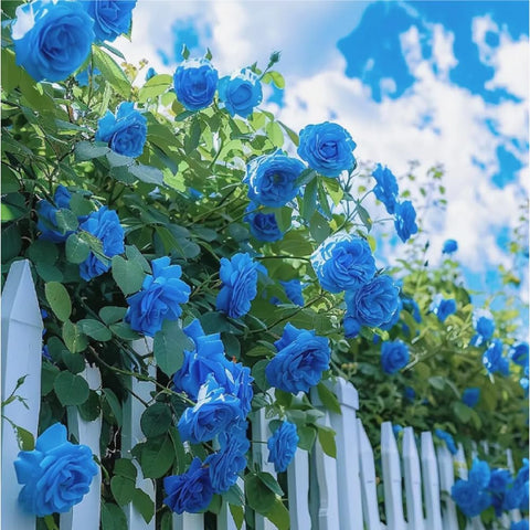 Mixrug spring-to-fall blooms color your garden throughout the seasons.