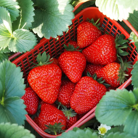 Mixrug strawberry seeds harvest-time cues promise plentiful sweet berries.