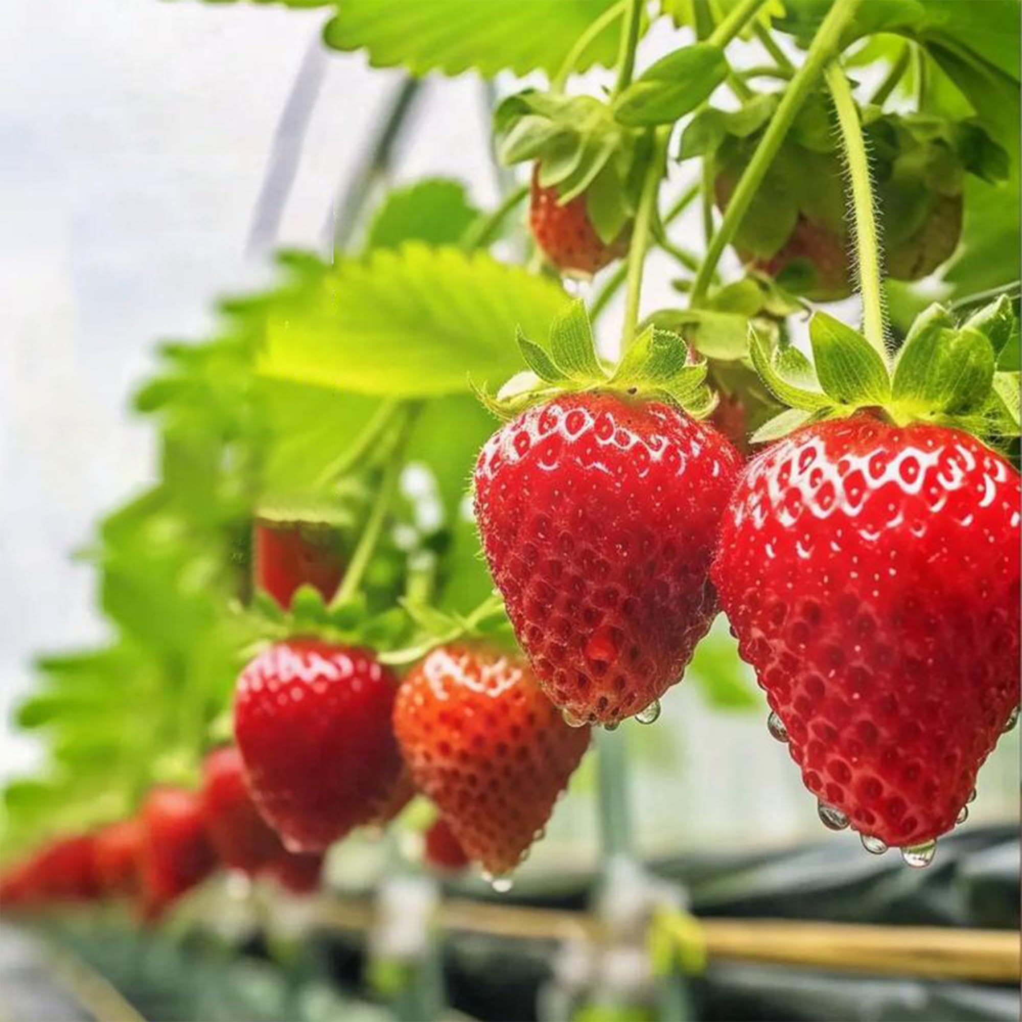 Mixrug strawberry seeds large-berries image promises juicy fruits with firm flesh.
