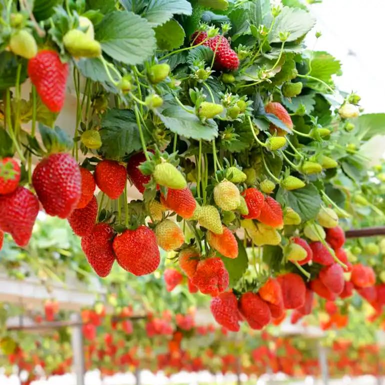 Mixrug strawberry seeds open-pollination highlights authentic non-GMO flavor quality.