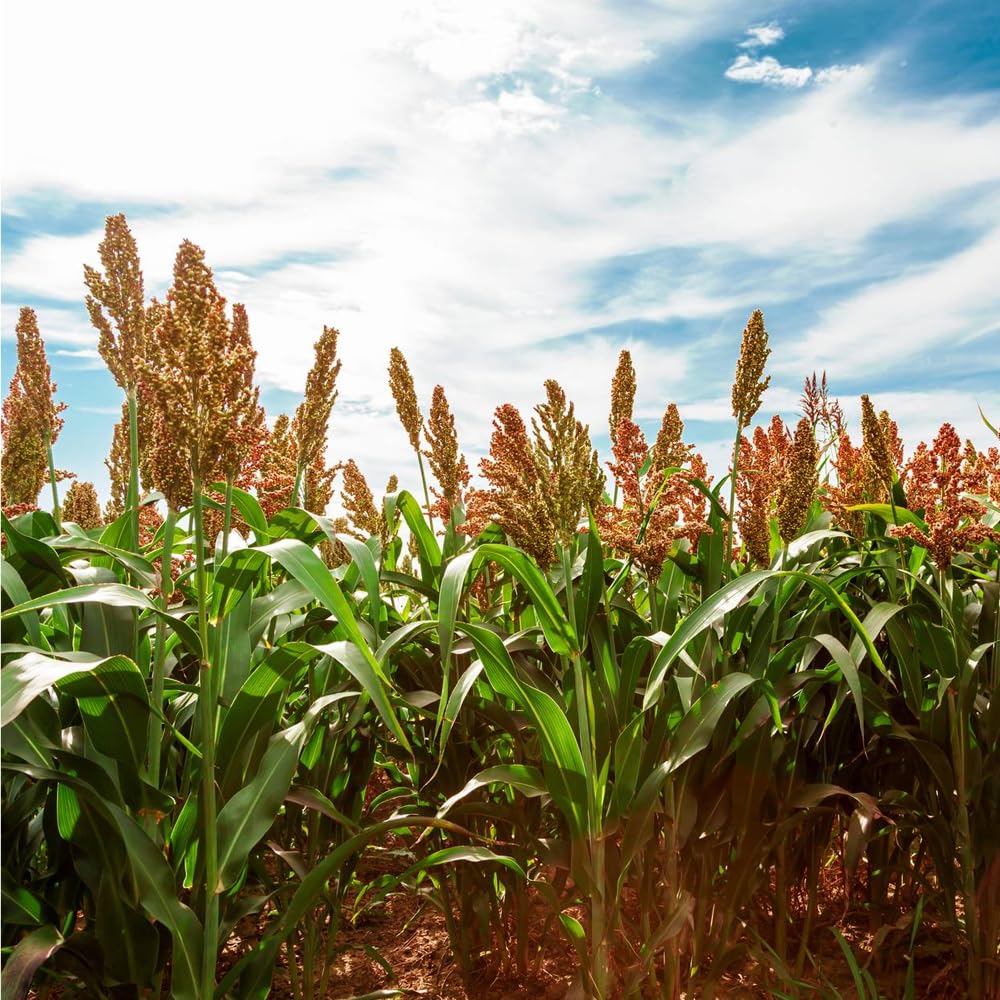 Mixrug sugarcane seeds pack 150+ for lush tropical planting and screening