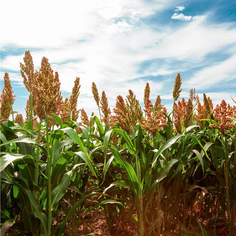 Mixrug sugarcane seeds pack 150+ for lush tropical planting and screening
