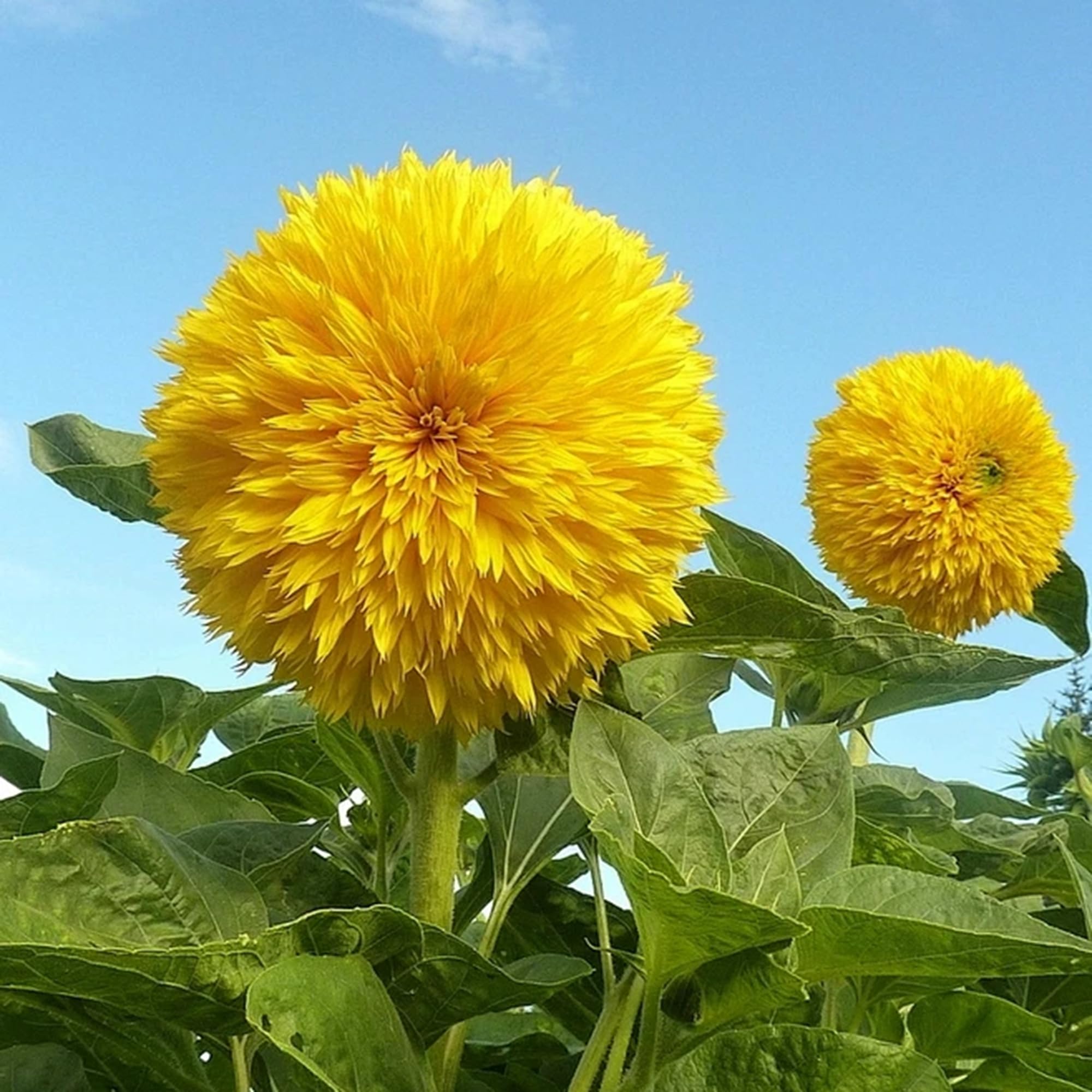 Mixrug sunflower seeds 500+ seeds per pack for planting variety