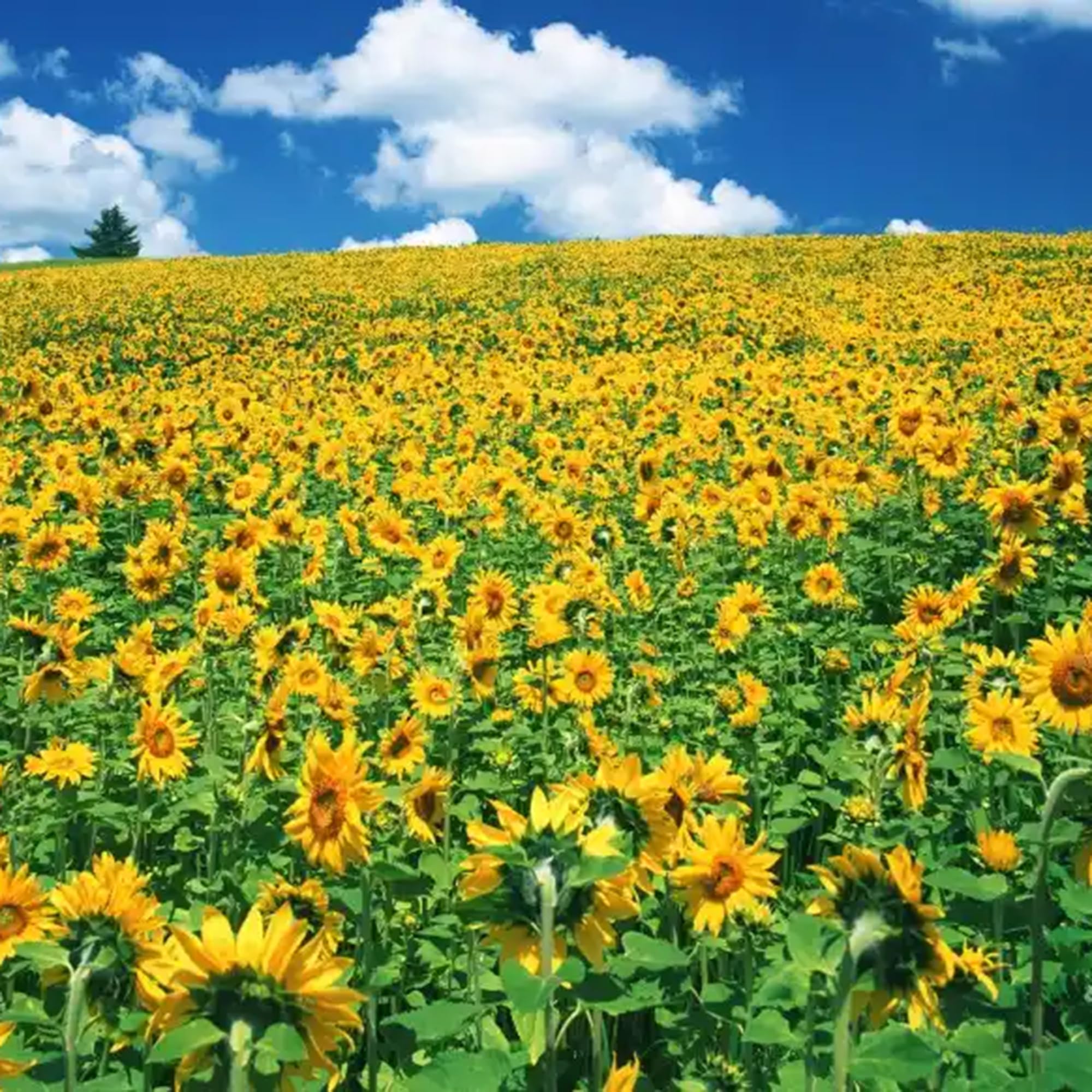 Mixrug sunflower seeds bulk pack supports garden planning on balconies or plots.