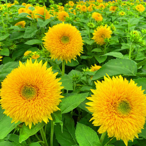 Mixrug sunflower seeds drought-tolerant plants for hot summers