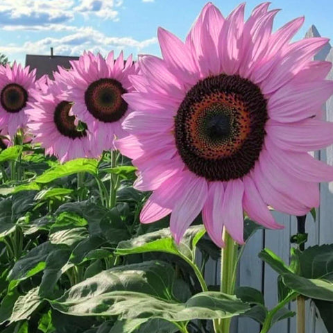 Mixrug sunflower seeds easy sowing for quick home garden success