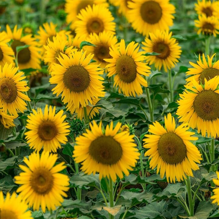Mixrug sunflower seeds fragrant blooms attracting pollinators