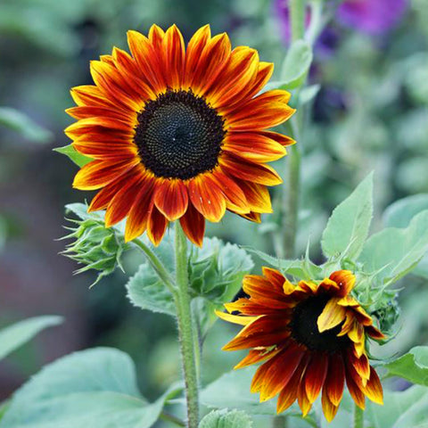 Mixrug sunflower seeds pollinator-friendly garden ambiance