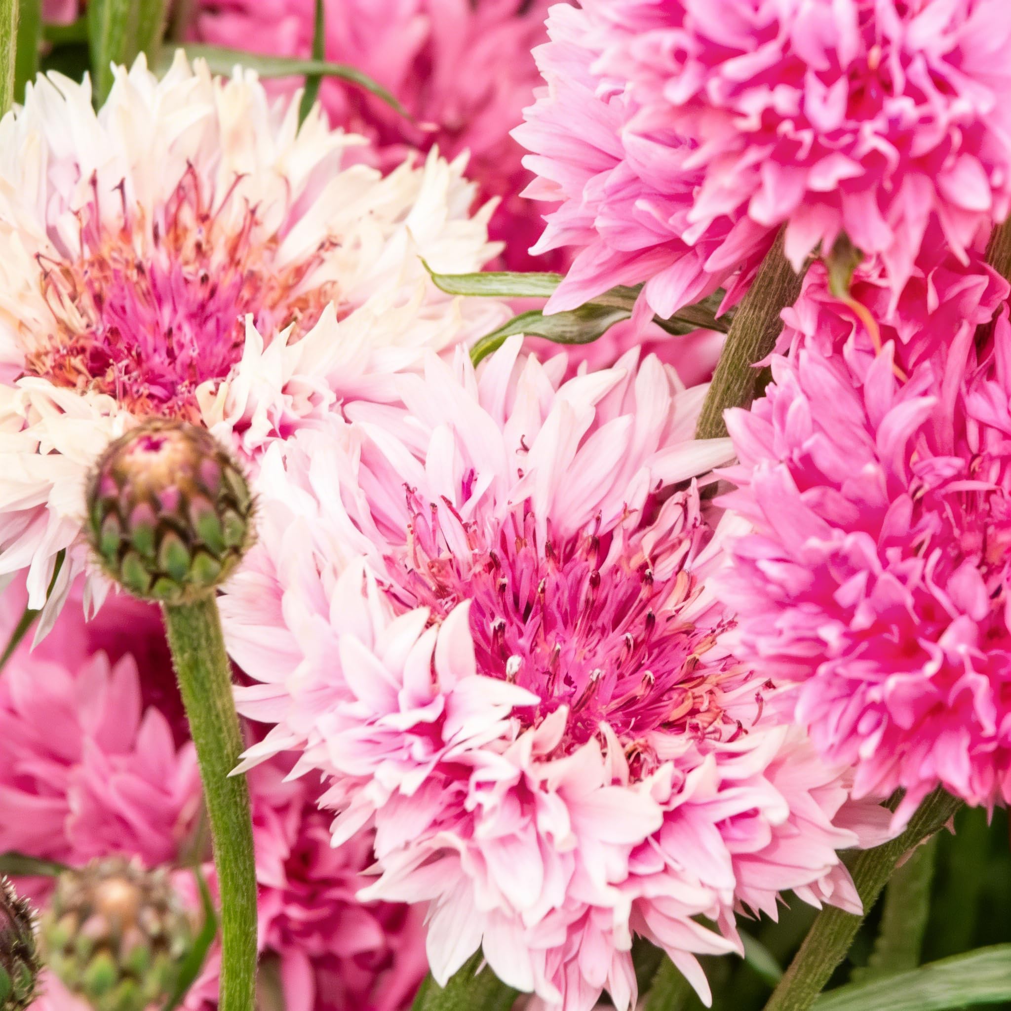 Mixrug sunlit border accents brighten any sunny garden edge.
