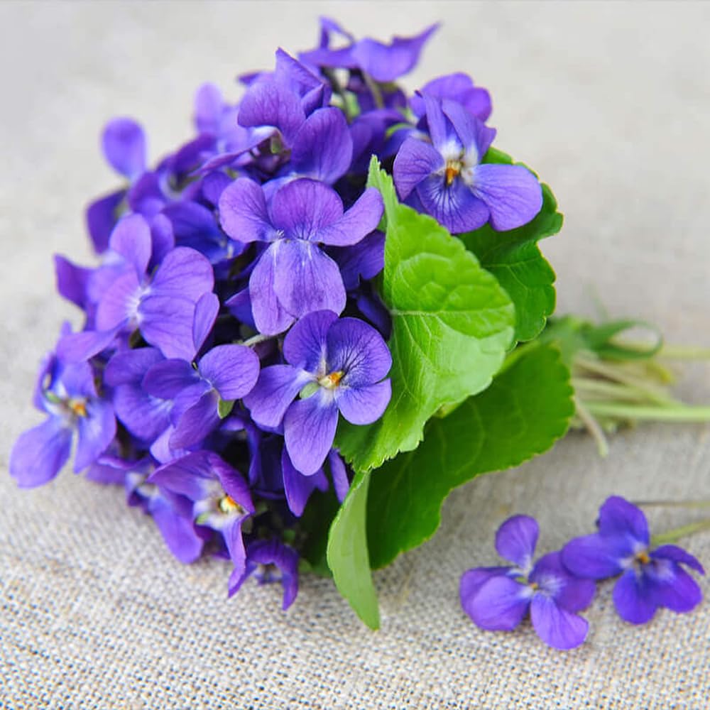 Mixrug sweet violet flowers in a pot, easy to grow at home