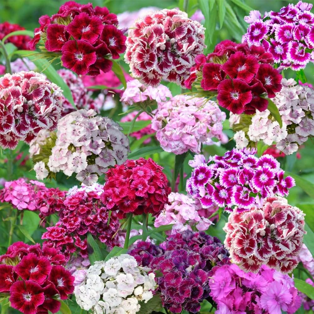 Mixrug Sweet William blooms in white, pink, and purple for colorful borders.
