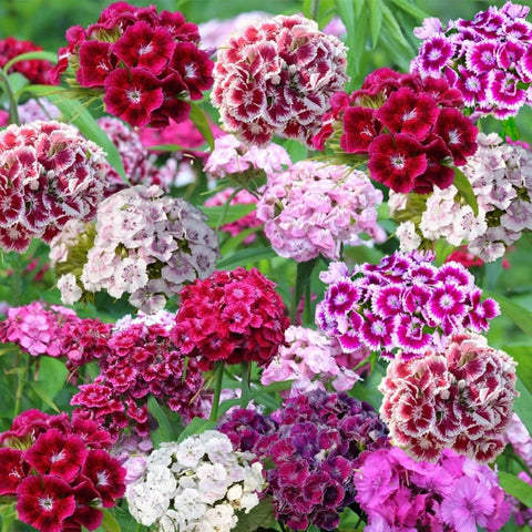 Mixrug Sweet William blooms in white, pink, and purple for colorful borders.
