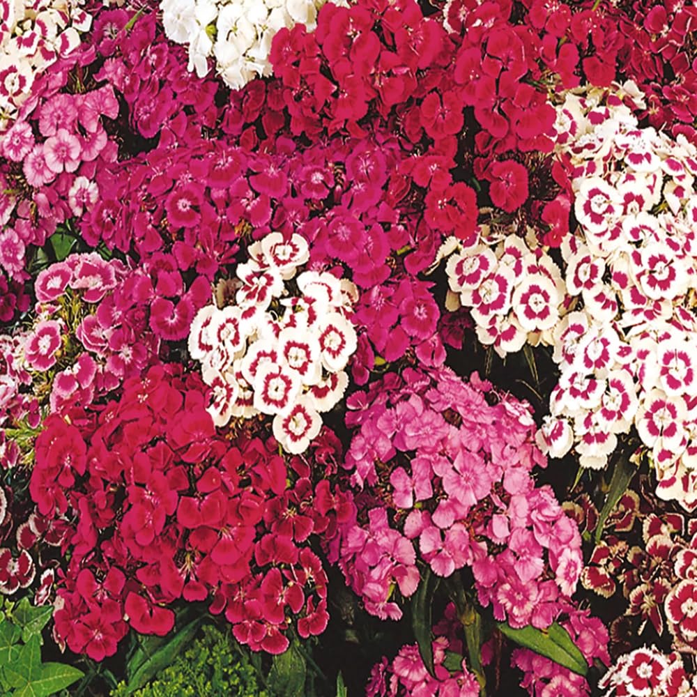Mixrug Sweet William attracts butterflies and bees for a pollinator‑friendly garden.