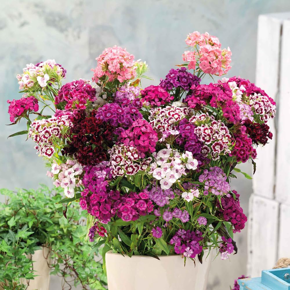 Mixrug Sweet William seedlings ready for beds, ideal for borders and cut flower displays.