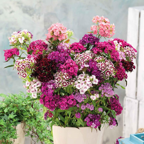 Mixrug Sweet William seedlings ready for beds, ideal for borders and cut flower displays.