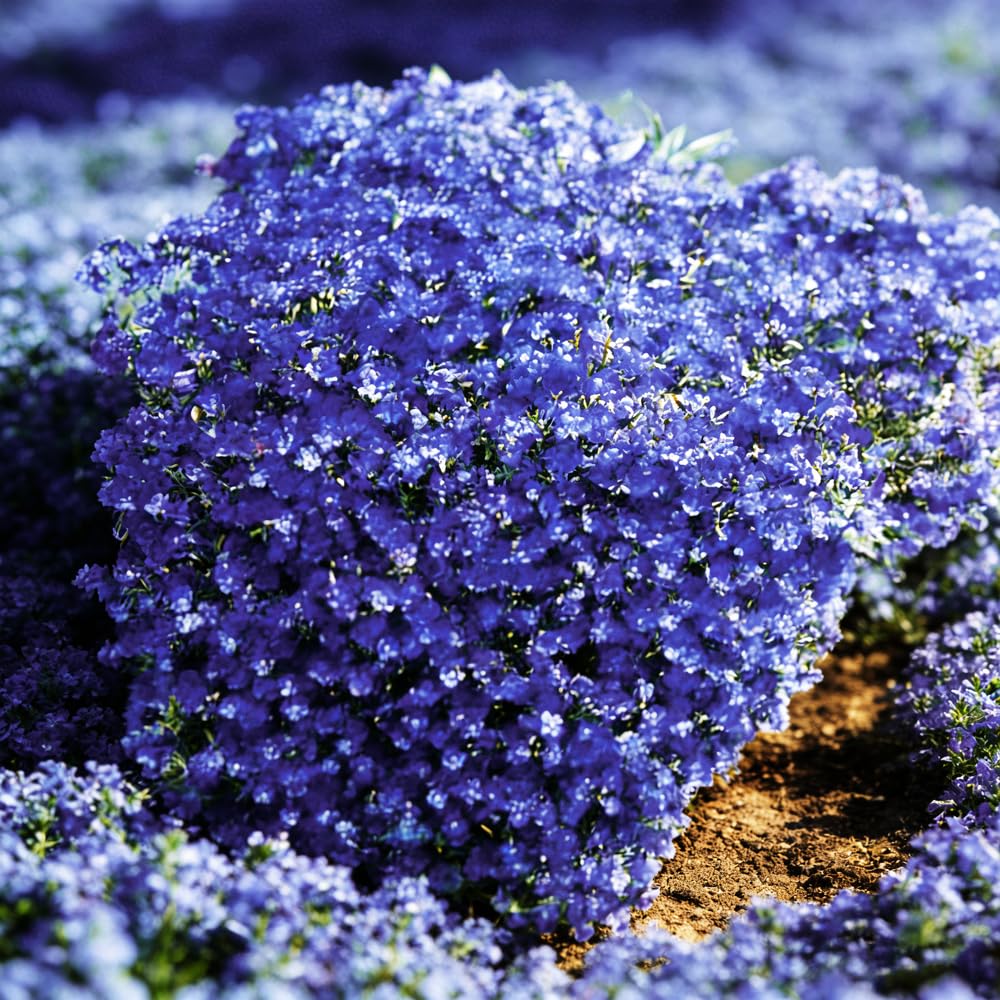 Thyme edging provides low-maintenance border for sunny garden paths.