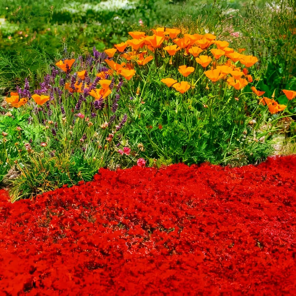 Mixrug thyme flowers enhance biodiversity and garden beauty