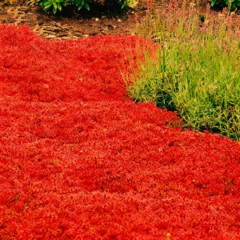 Mixrug creeping thyme grows 2-4 inches tall and spreads up to 18 inches