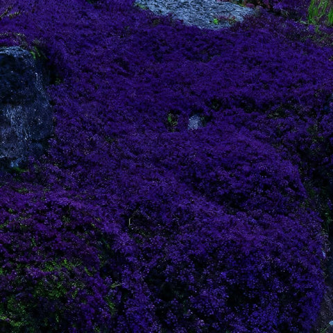 Mixrug thyme seeds thrive in sun to partial shade for lush cover.