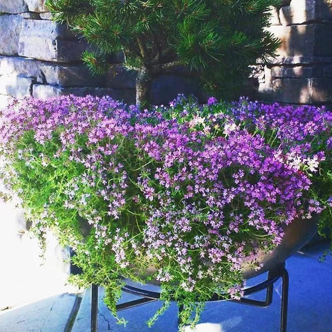Mixrug thymus-serpyllum plant portrait highlights compact growth for edging.