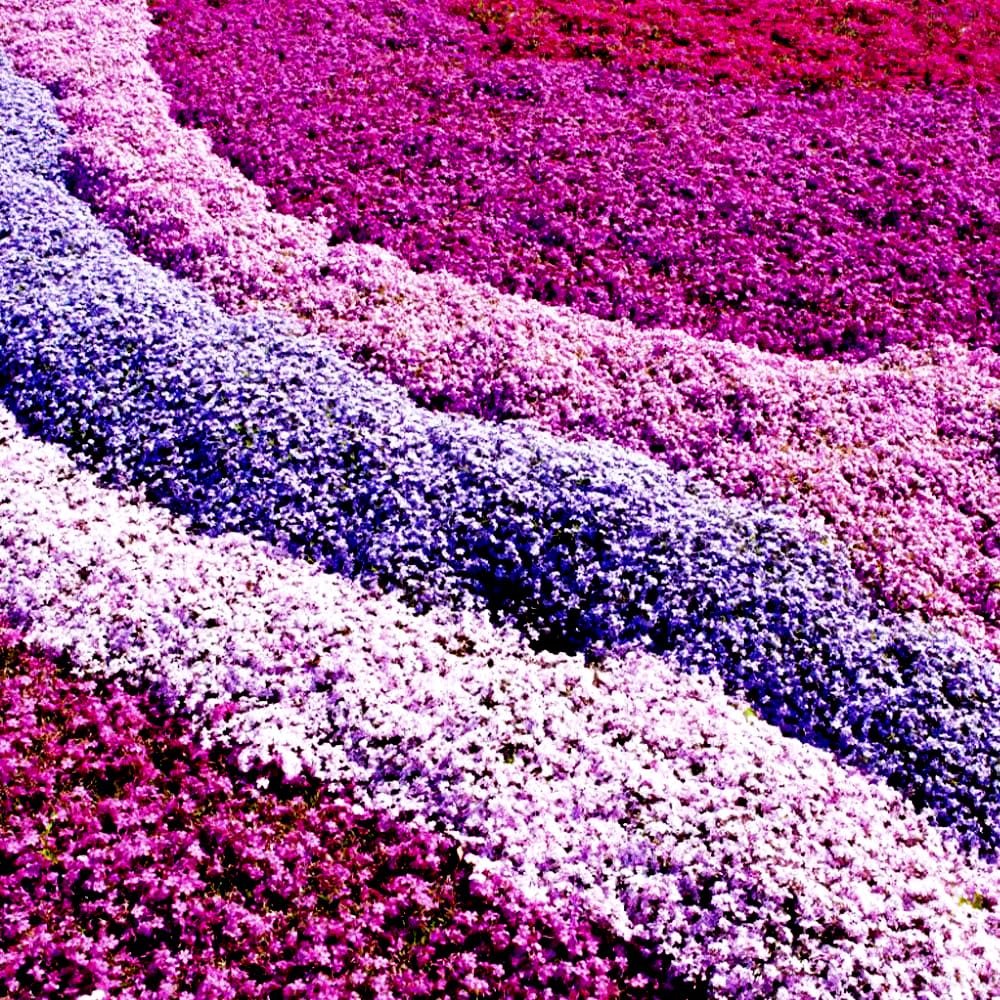 Mixrug thymus serpyllum seeds for outdoor planting with fragrant foliage.