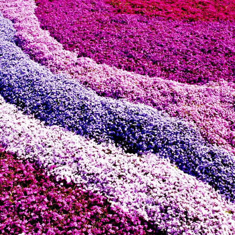 Mixrug thymus serpyllum seeds for outdoor planting with fragrant foliage.