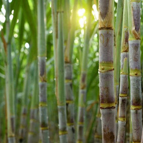 Mixrug tropical sugarcane growth image shows tall perennial stalks ready for privacy