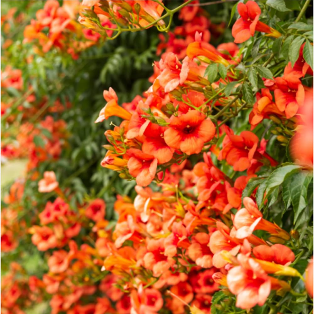 Mixrug trumpet vine seeds for outdoor planting to cover fences and walls.