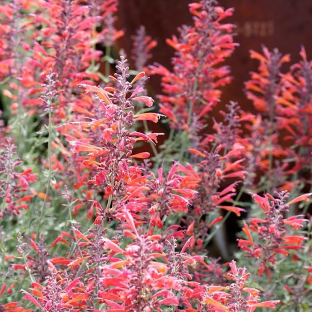 Mixrug hardy in USDA zones 5–10 for year-round color.