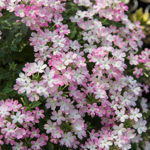 Mixrug Verbena blooms attract pollinators like bees.