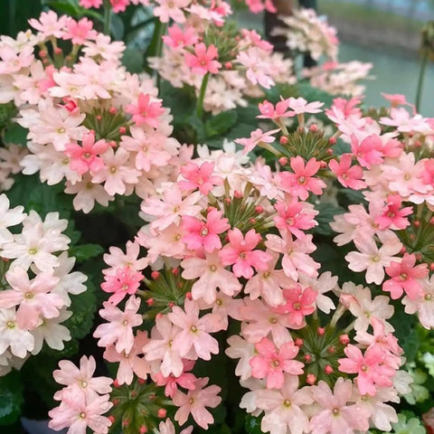 Mixrug Verbena groundcover forms dense carpets that suppress weeds.