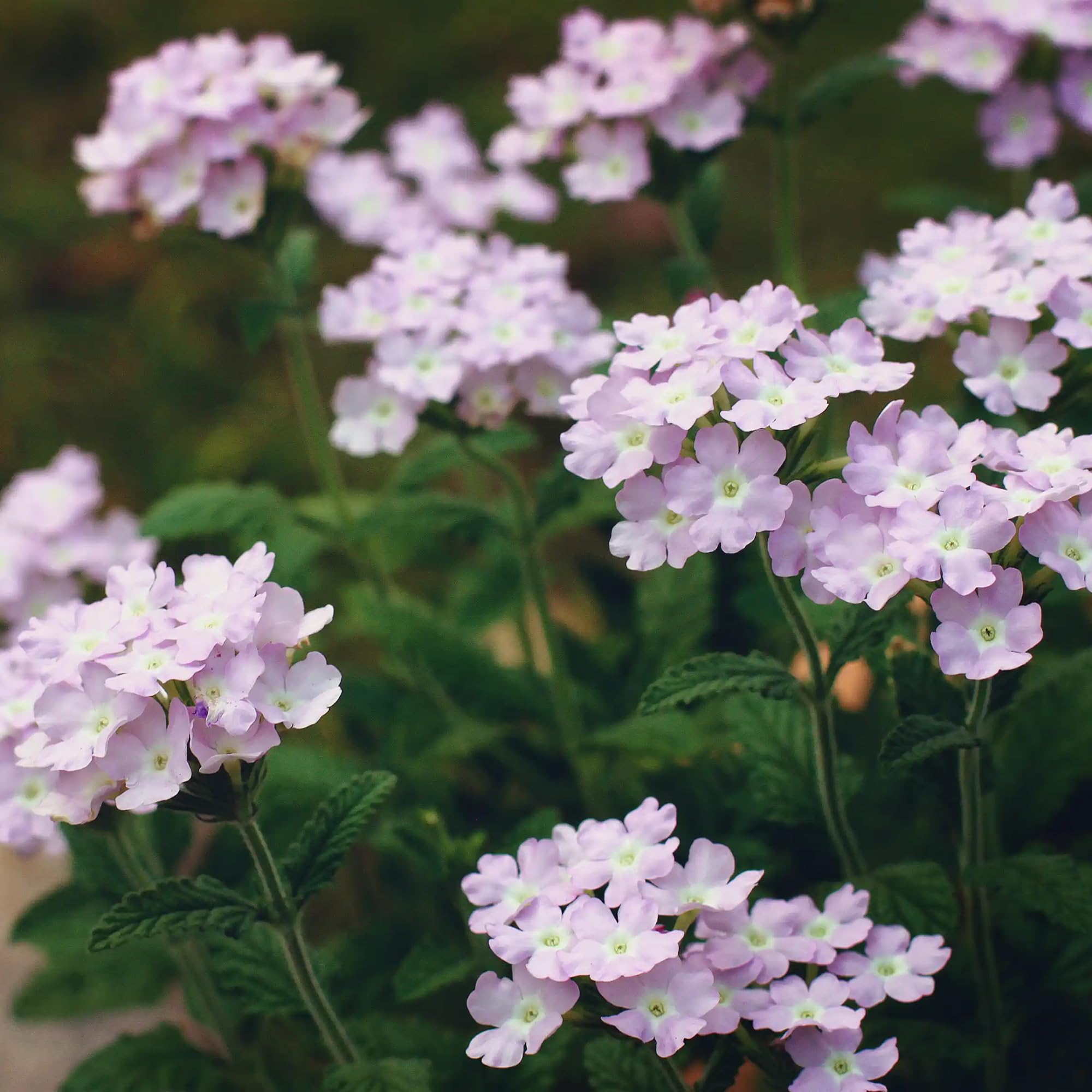 Mixrug Verbena can be grown as an ornamental annual in zones 2-6.