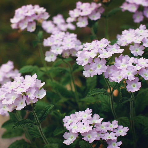 Mixrug Verbena can be grown as an ornamental annual in zones 2-6.