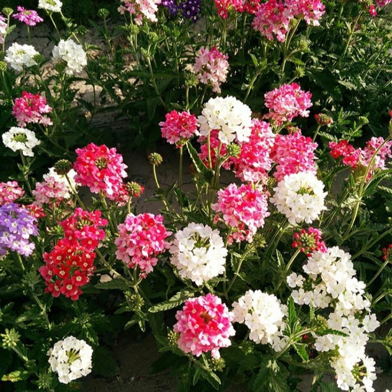 Mixrug Verbena along paths create soft, colorful borders.
