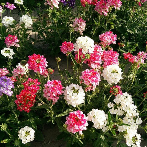 Mixrug Verbena along paths create soft, colorful borders.