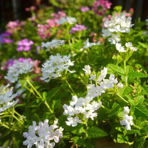 Mixrug Verbena enhances rock gardens with carpet-like color.