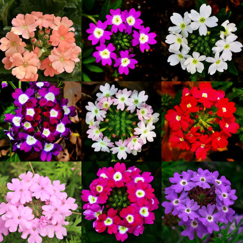 Mixrug Verbena seeds pack 1500pcs offers versatile ground cover for outdoor carpets.