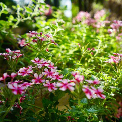 Mixrug Verbena thrives as a perennial in zones 7-11.