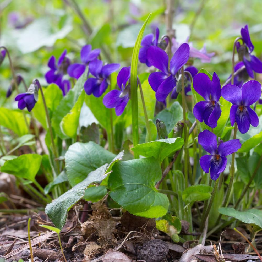 Mixrug viola flowers attract bees and butterflies in the garden