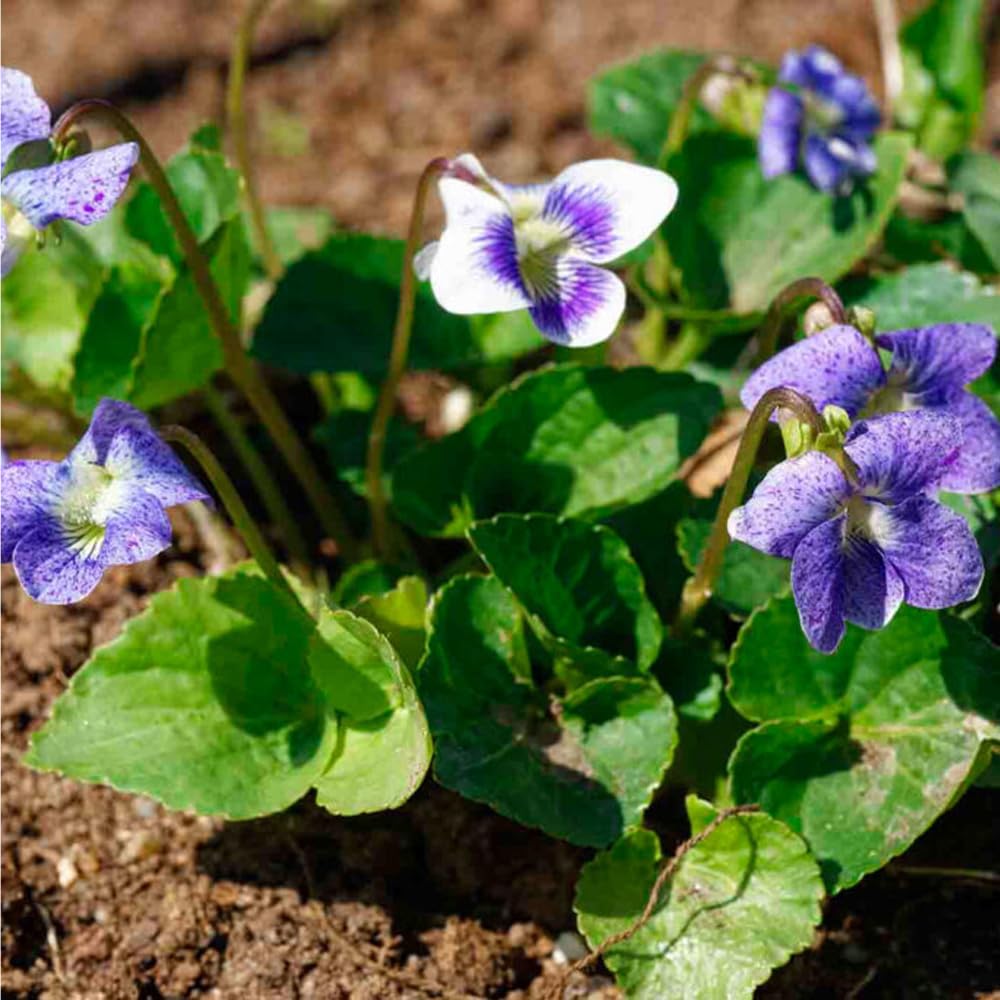 Mixrug viola seeds in a border layout for color and fragrance