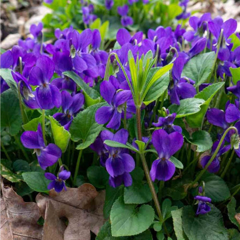 Mixrug viola seeds close-up of fragrant blossoms for garden ambiance