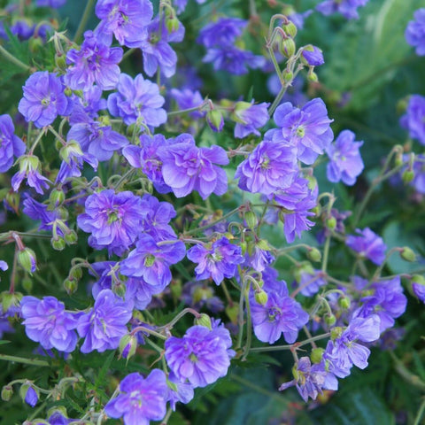 Mixrug violet flowers bring drama to pots, beds, and garden borders.
