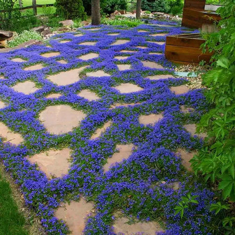 Walkable living carpet: Mixrug thyme between stepping stones.